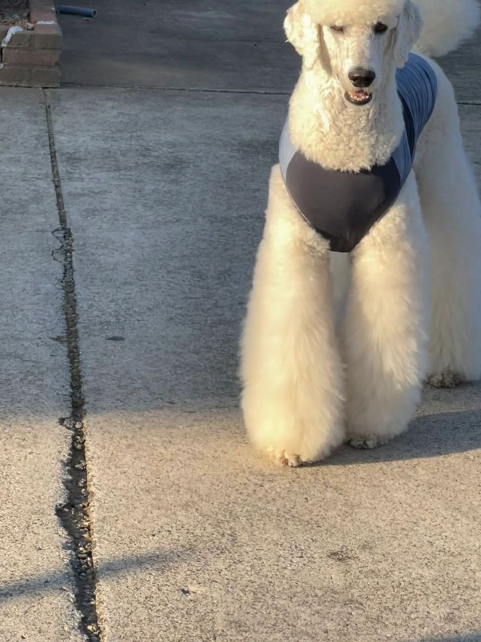 巨型贵宾犬也是拥有大长腿的狗狗之一,它们的腿型优美,行走时优雅