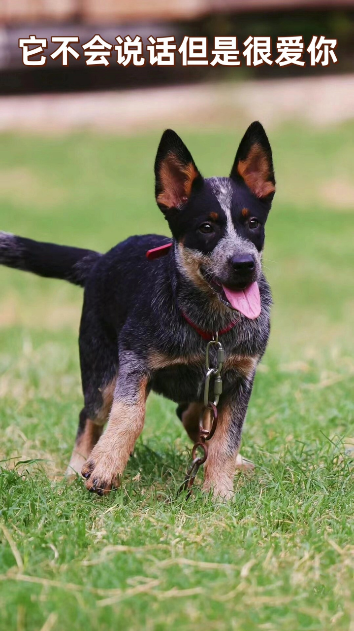 牧牛犬有哪些品种图片