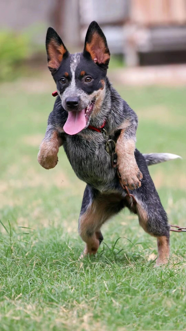 它不会说话但是很爱你 澳大利亚牧牛犬,又名昆士蓝赫勒犬或蓝色赫勒