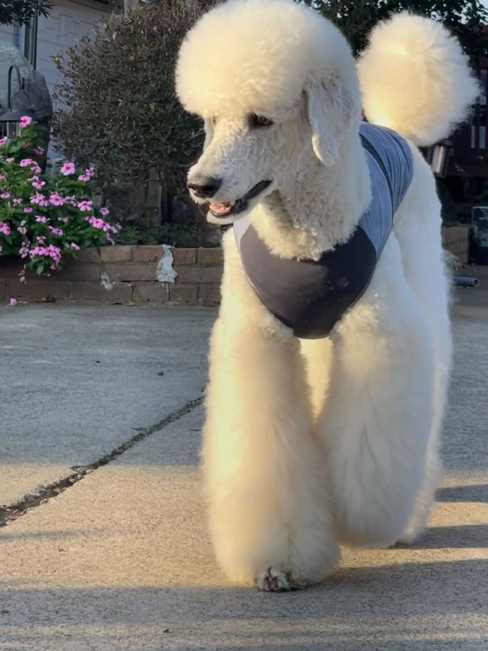 巨型贵宾犬也是拥有大长腿的狗狗之一,它们的腿型优美,行走时优雅