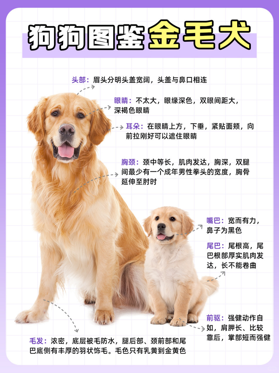 狗狗图鉴——金毛犬外貌特征: 金毛犬是一种非常受欢迎的犬种,它们以