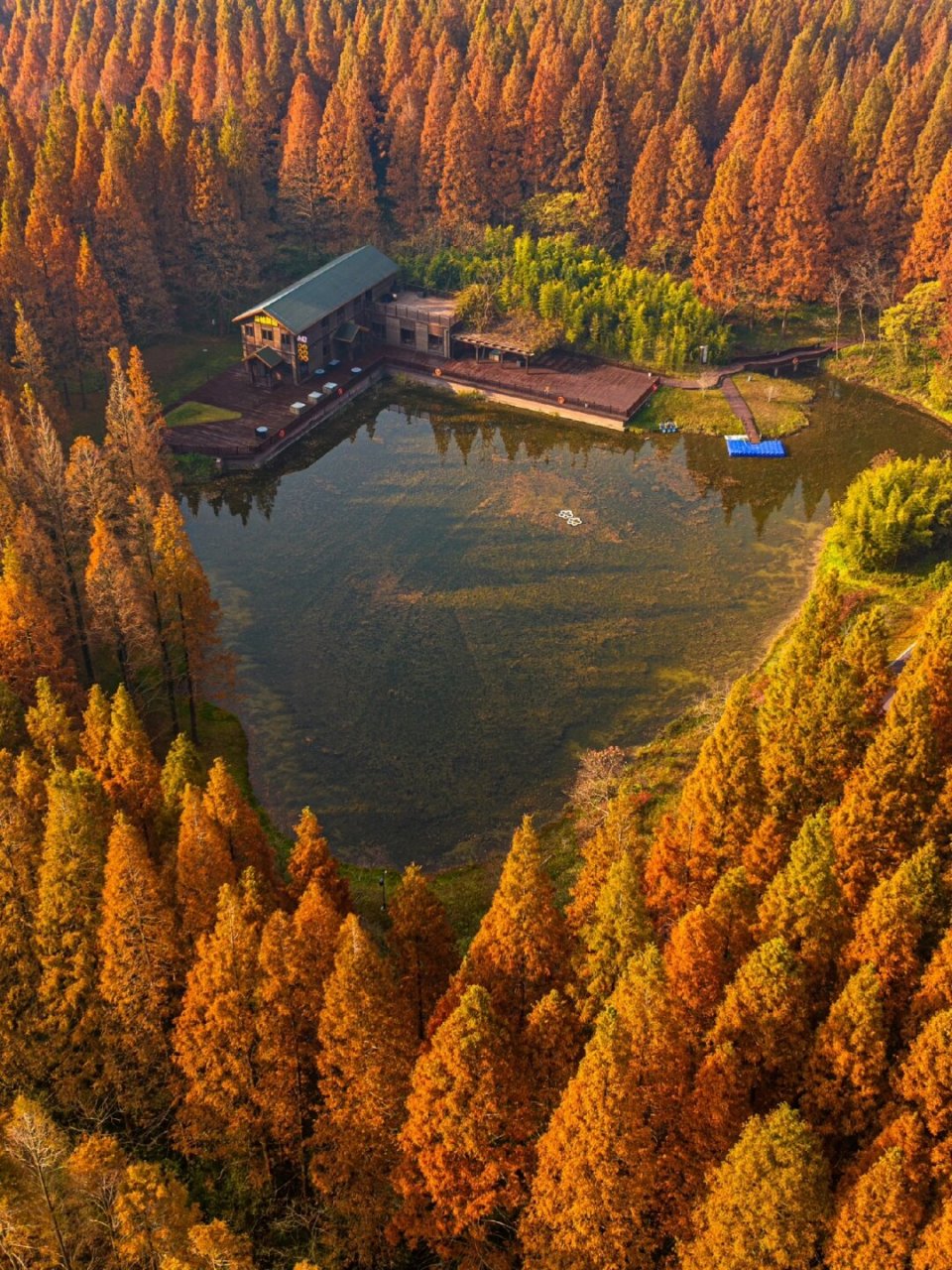 开5小时车,就为了看一眼这江苏最美水杉林  你是否曾为秋日的水杉着迷