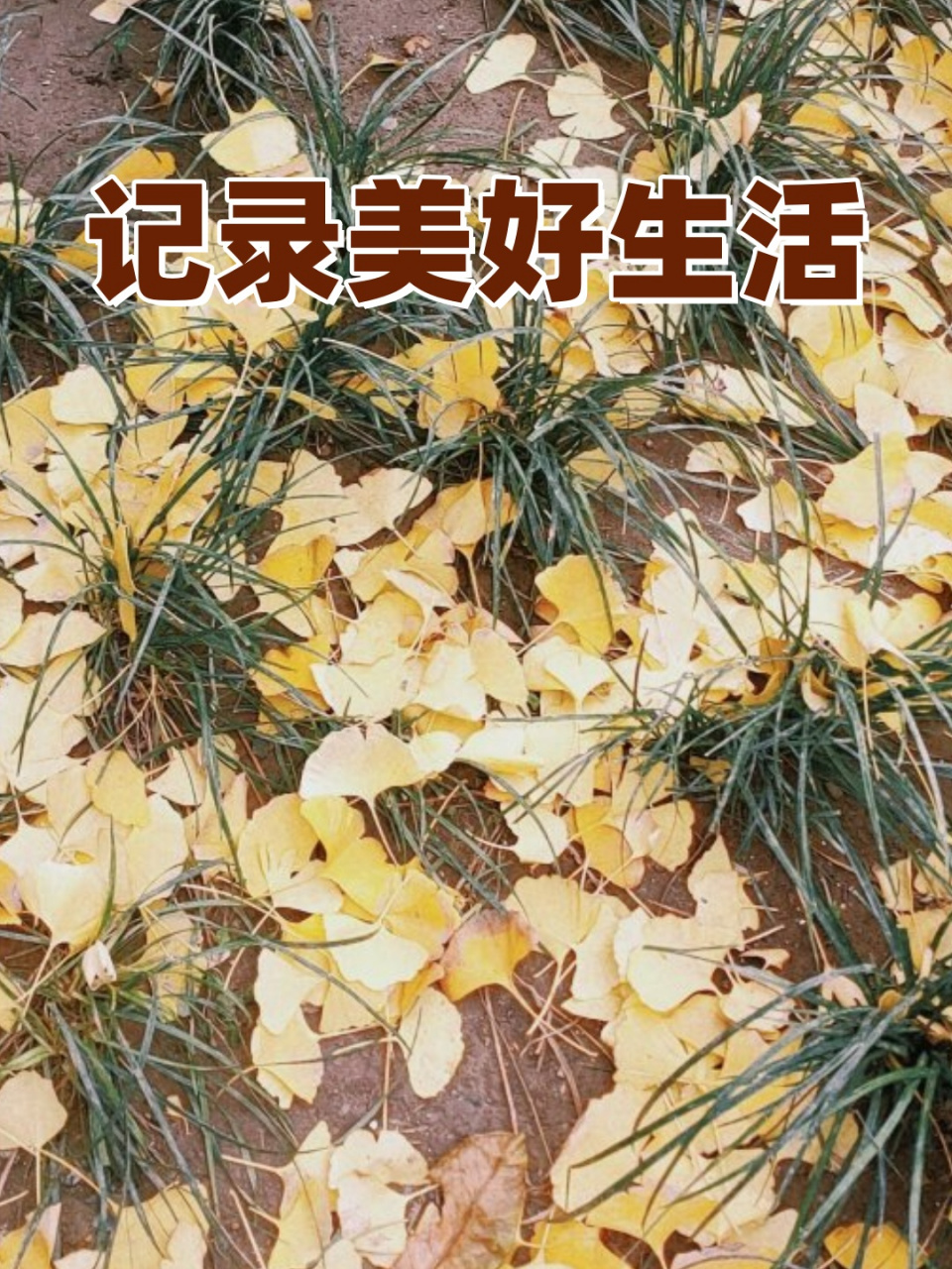 记录美好生活  留住美好瞬间