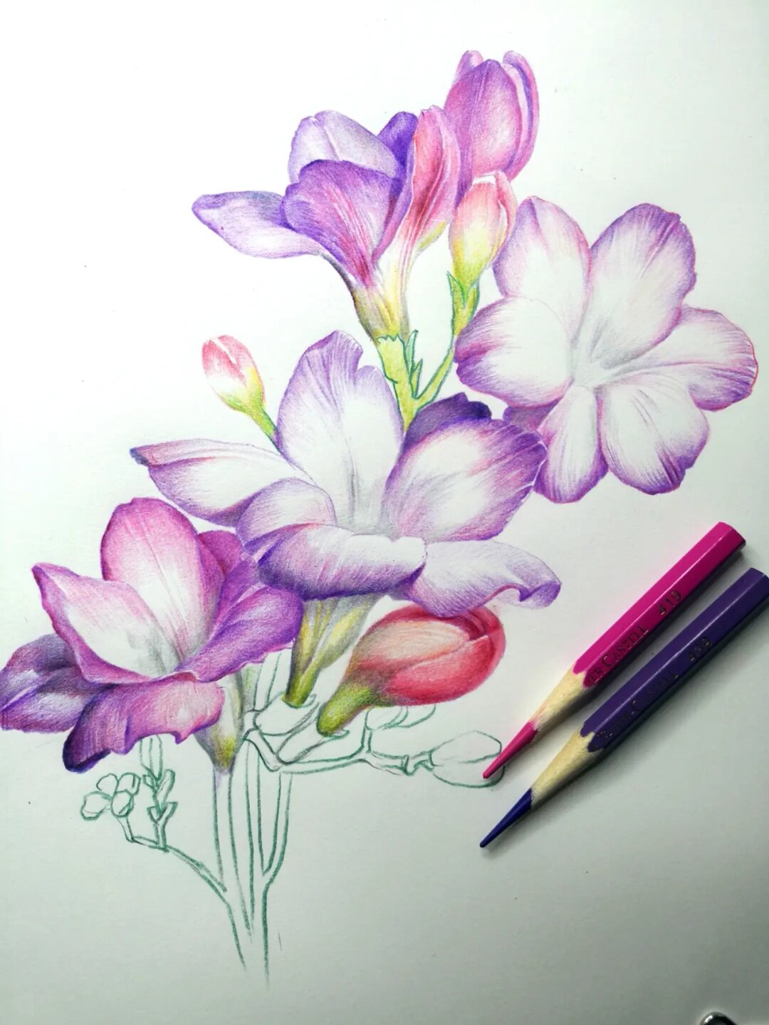 彩铅牵牛花步骤  画的时候一定要注意彩铅要少量多次叠加