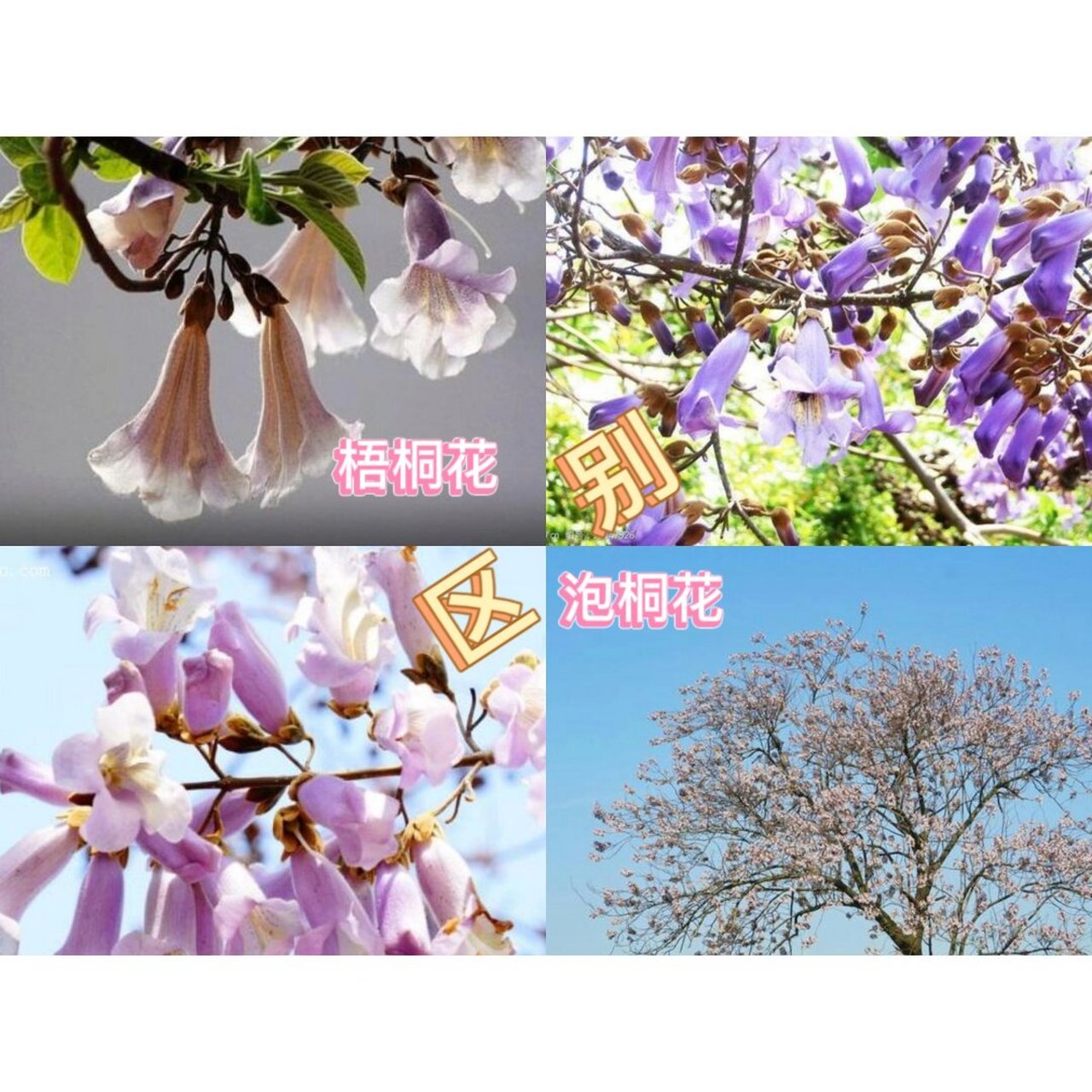 96花材:梧桐花与泡桐花  96梧桐花与泡桐花区别如下:  98科属