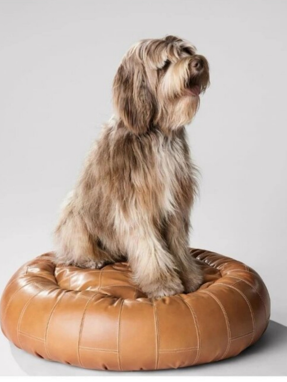 jennie自己就有养狗狗,而且她对其他狗狗也非常有爱.