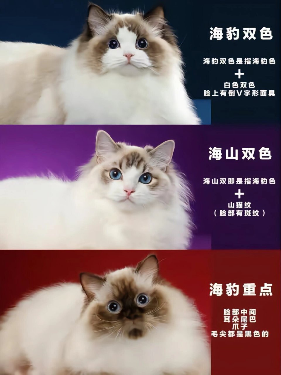 布偶猫品相图解双色图片