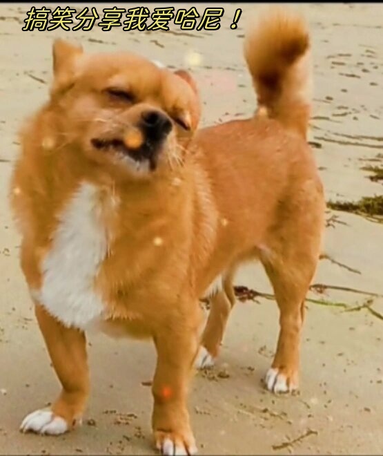 " 看着它那自信峦系 狗狗哈尼是什么品种的狗