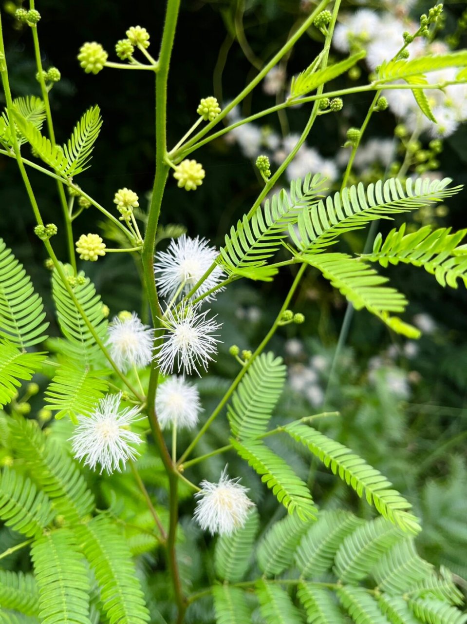 不会害羞的"光荚含羞草" 基本信息 【学名】mimosa bimucronata (can
