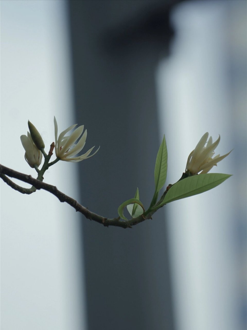 木兰科含笑属  走在路上,不时能闻到一股令人心旷神怡的芳香,那是白兰