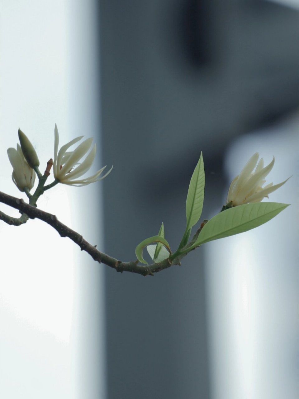 木兰科含笑属  走在路上,不时能闻到一股令人心旷神怡的芳香,那是白兰