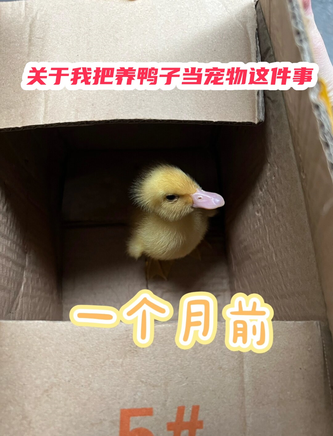 这次终于弥补了小时候总是养不活小鸭子的遗憾.