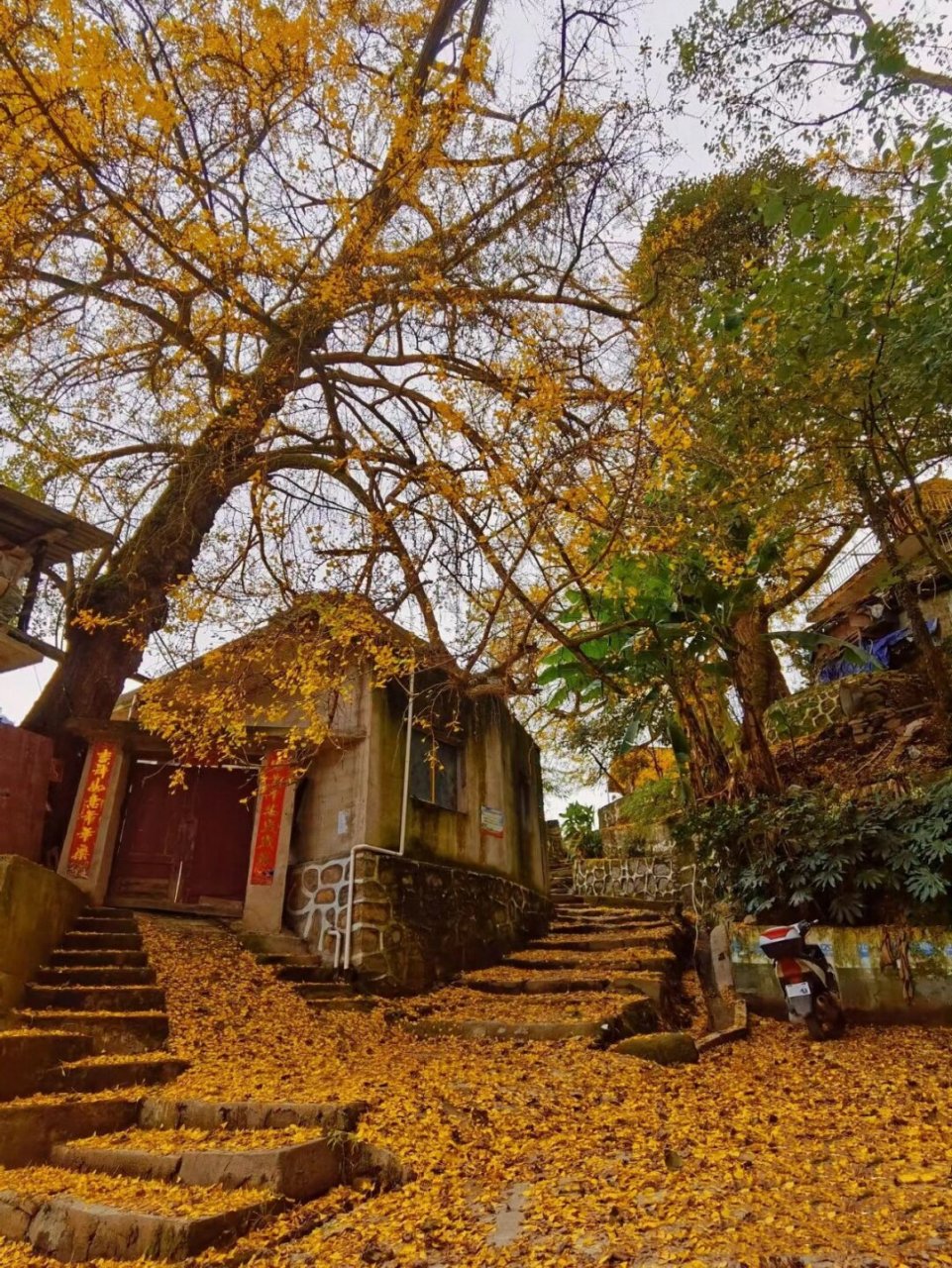 盘州古银杏风景区图片