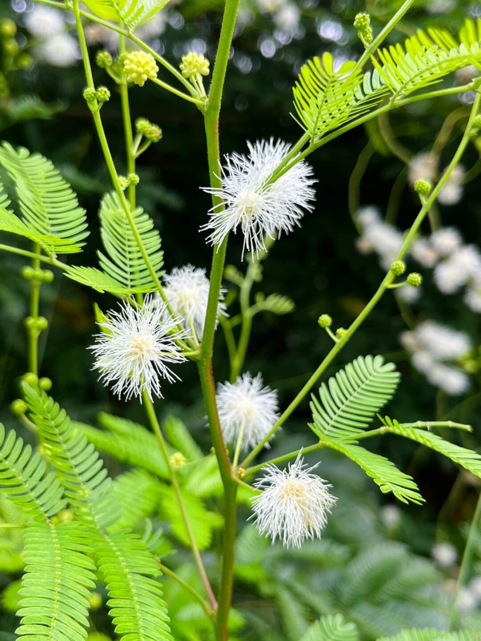 不会害羞的"光荚含羞草" 基本信息 【学名】mimosa bimucronata