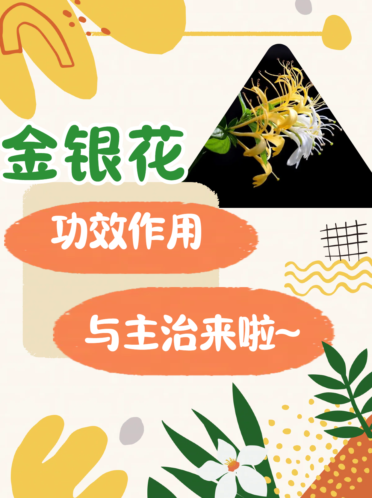 揭金银花的功效作用与主治  金银花又名忍冬花,其在冬季不凋谢,仍然