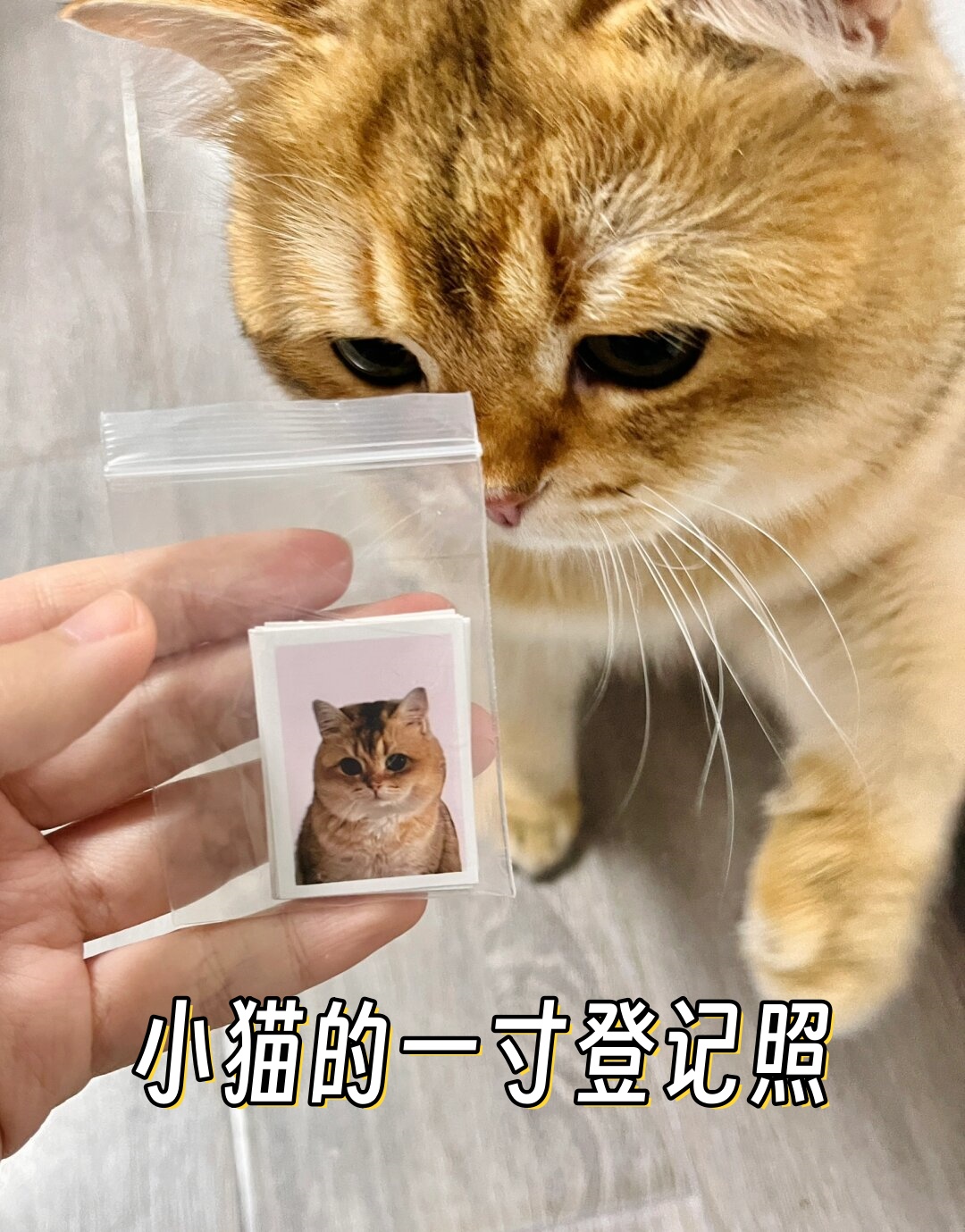 看着它那一本正经的样子,真是太可爱了!