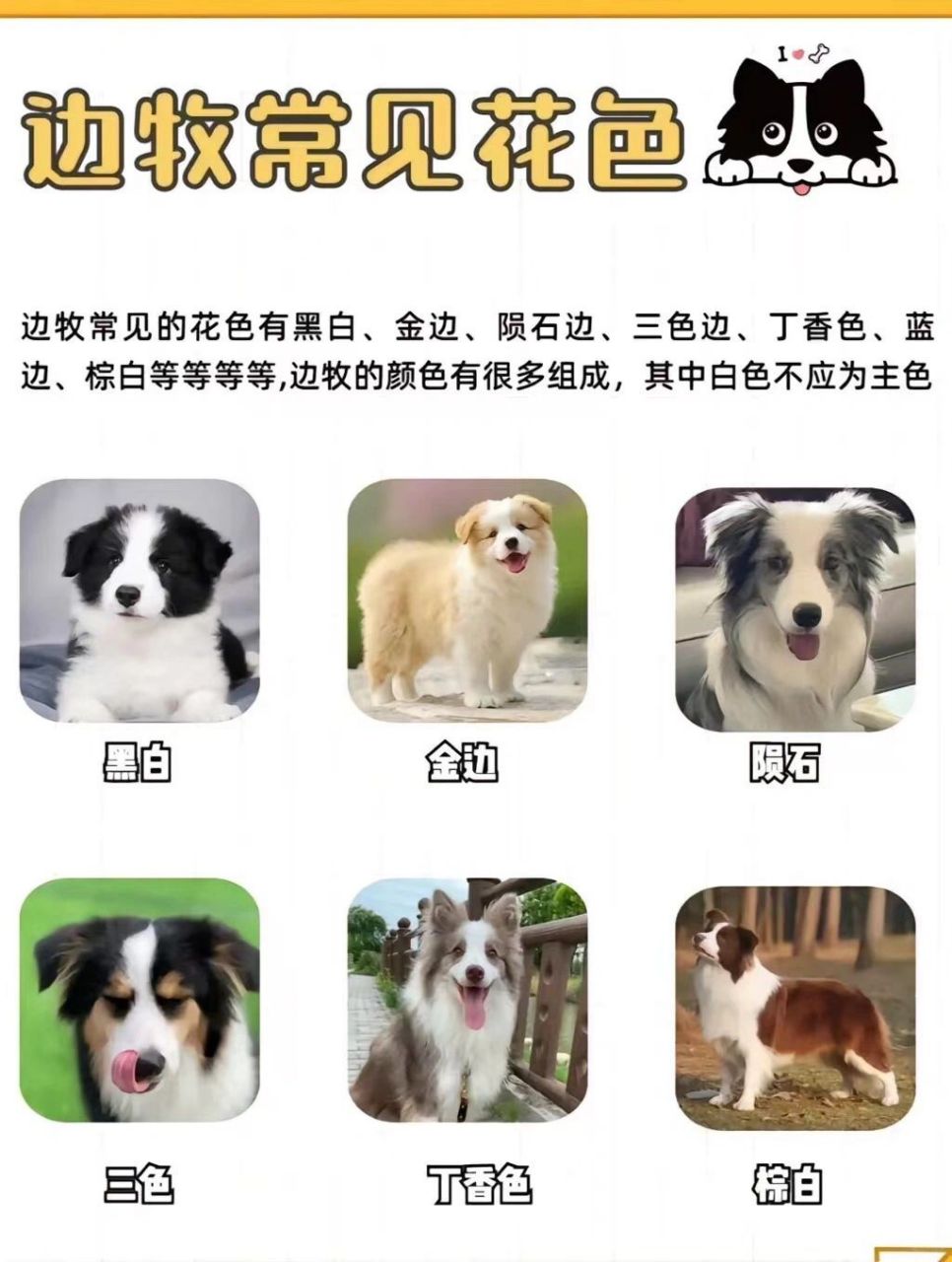 狗的外貌特征和特点图片