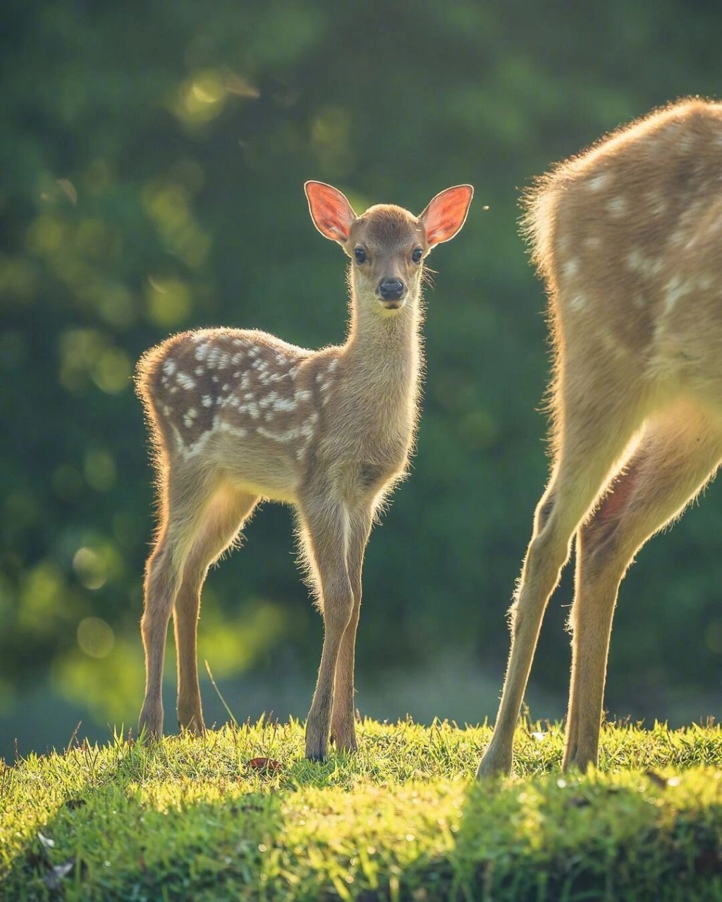 特色亮点:  这家以鹿为主题的度假酒店坐落于贵州遵义,将人与自然的
