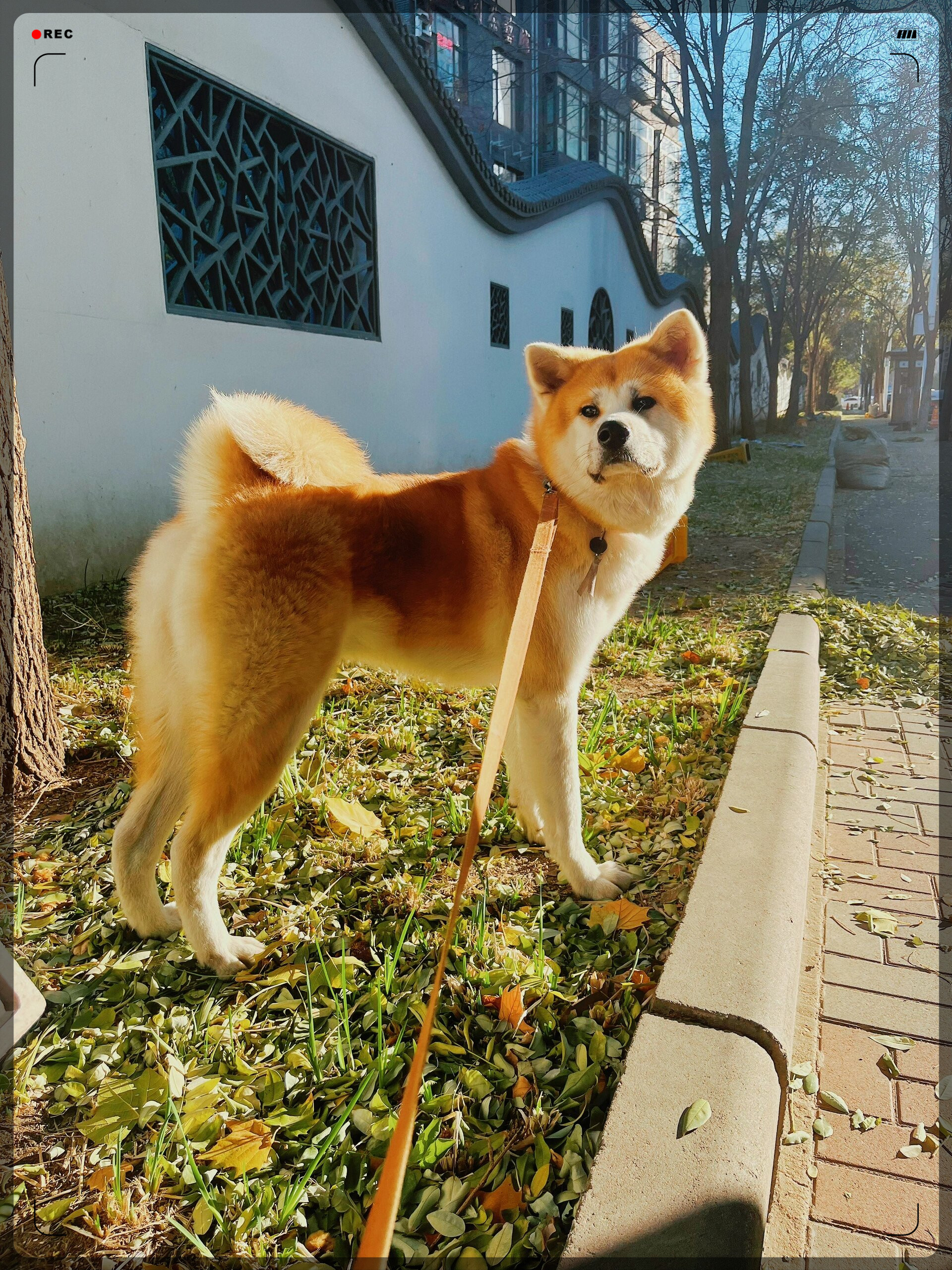 日本秋田犬多少钱图片