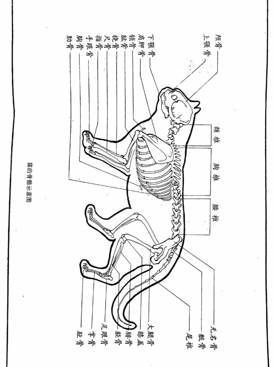 猫猫的画法概括和参考