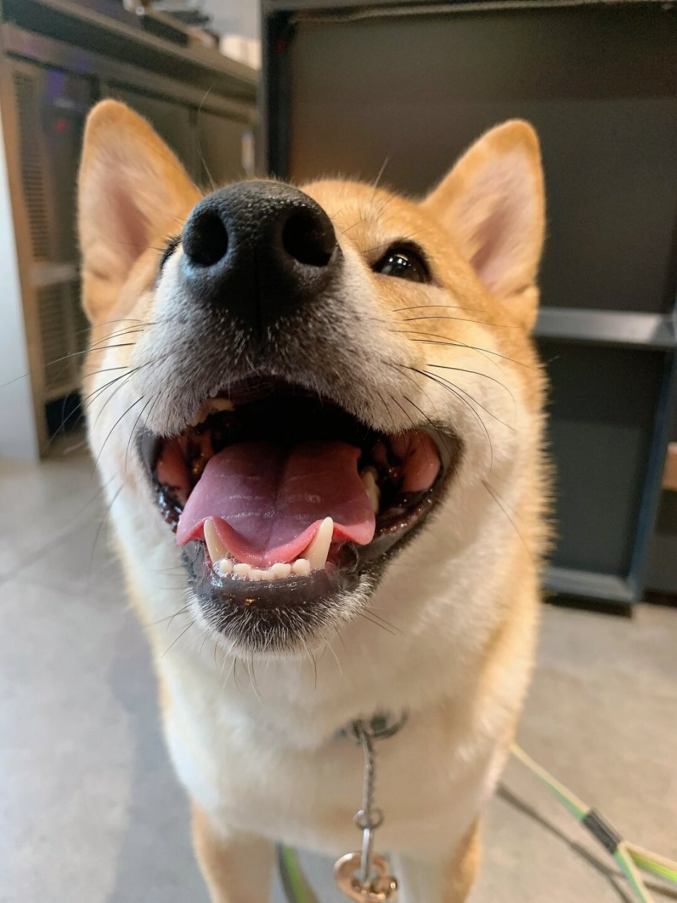 柴犬笑起来就很憨  柴犬的笑容总是那么天真无邪,充满了憨态可掬的