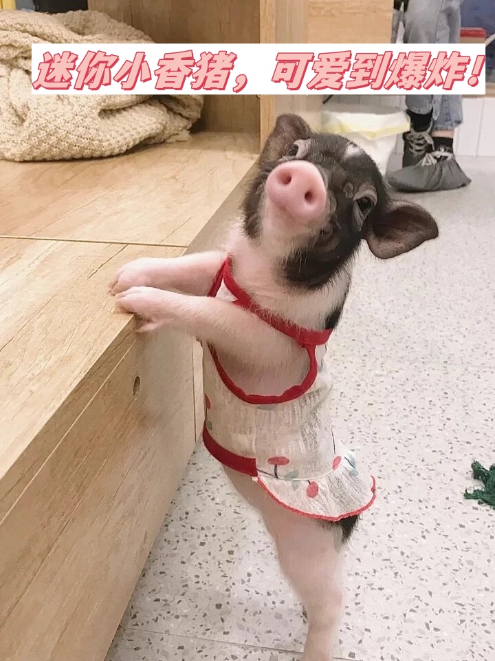小香猪的可爱程度确实让人难以抵挡.