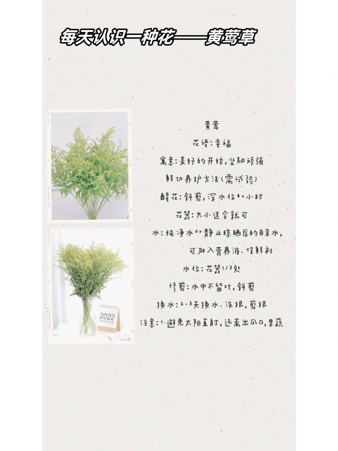 每天认识一种花——黄莺草 黄.@小婉老师吖的动态