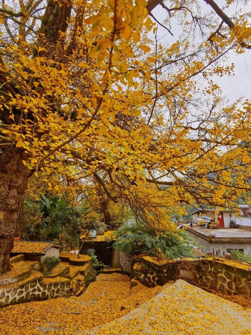 盘州古银杏风景区图片