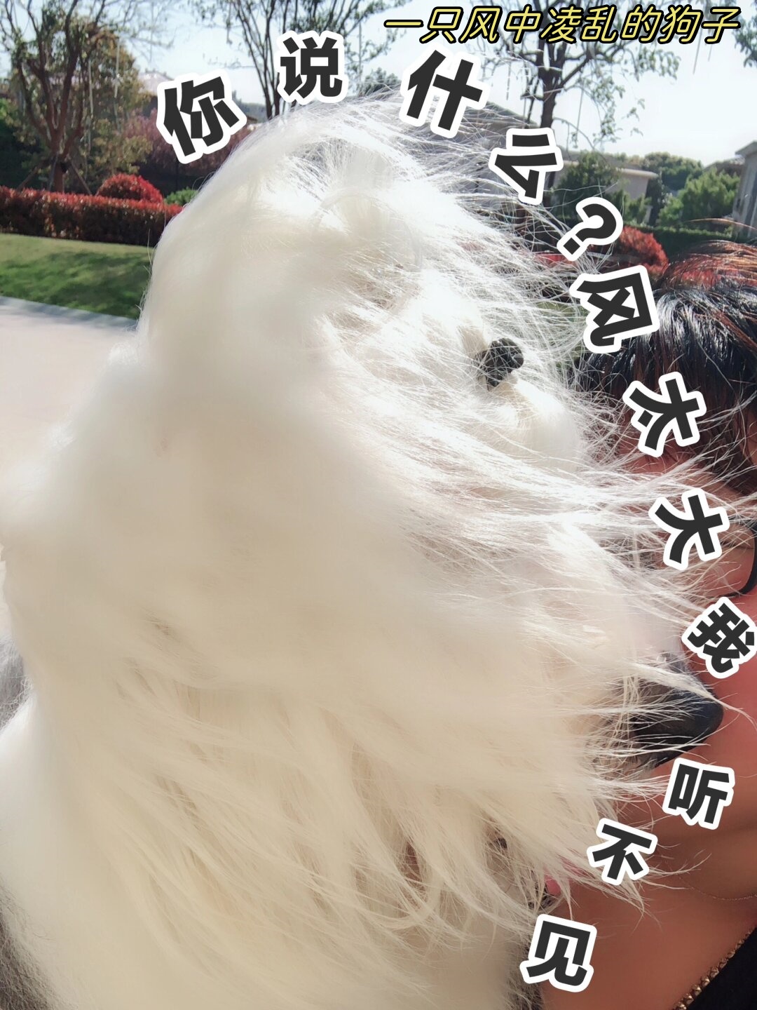 它的毛发被风吹得乱七八糟,眼神中充满了无奈和困惑