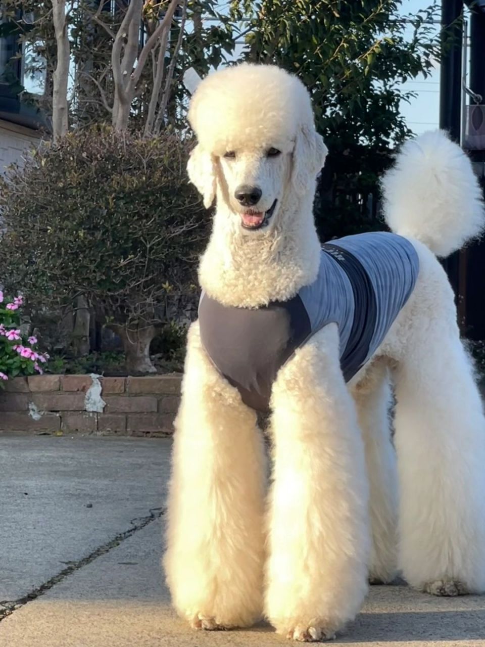 巨型贵宾犬也是拥有大长腿的狗狗之一,它们的腿型优美,行走时优雅