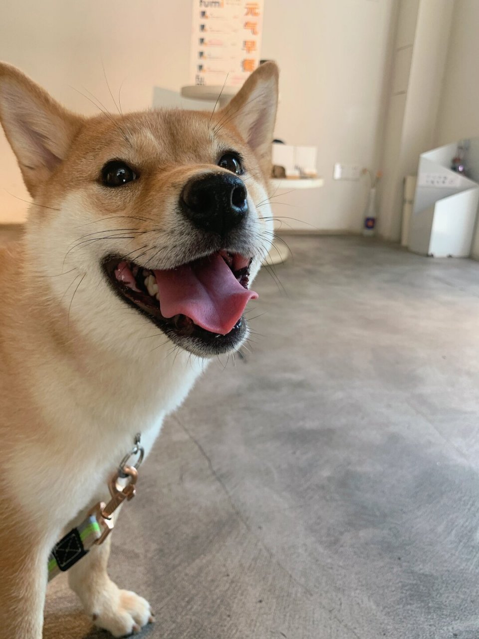 柴犬笑起来就很憨  柴犬的笑容总是那么天真无邪,充满了憨态可掬的
