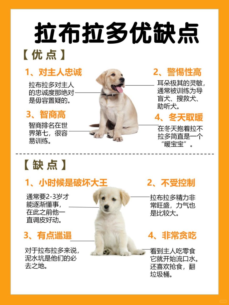 拉布拉多犬是一种非常友好,聪明和活泼的犬种,因此它们非常适合作为