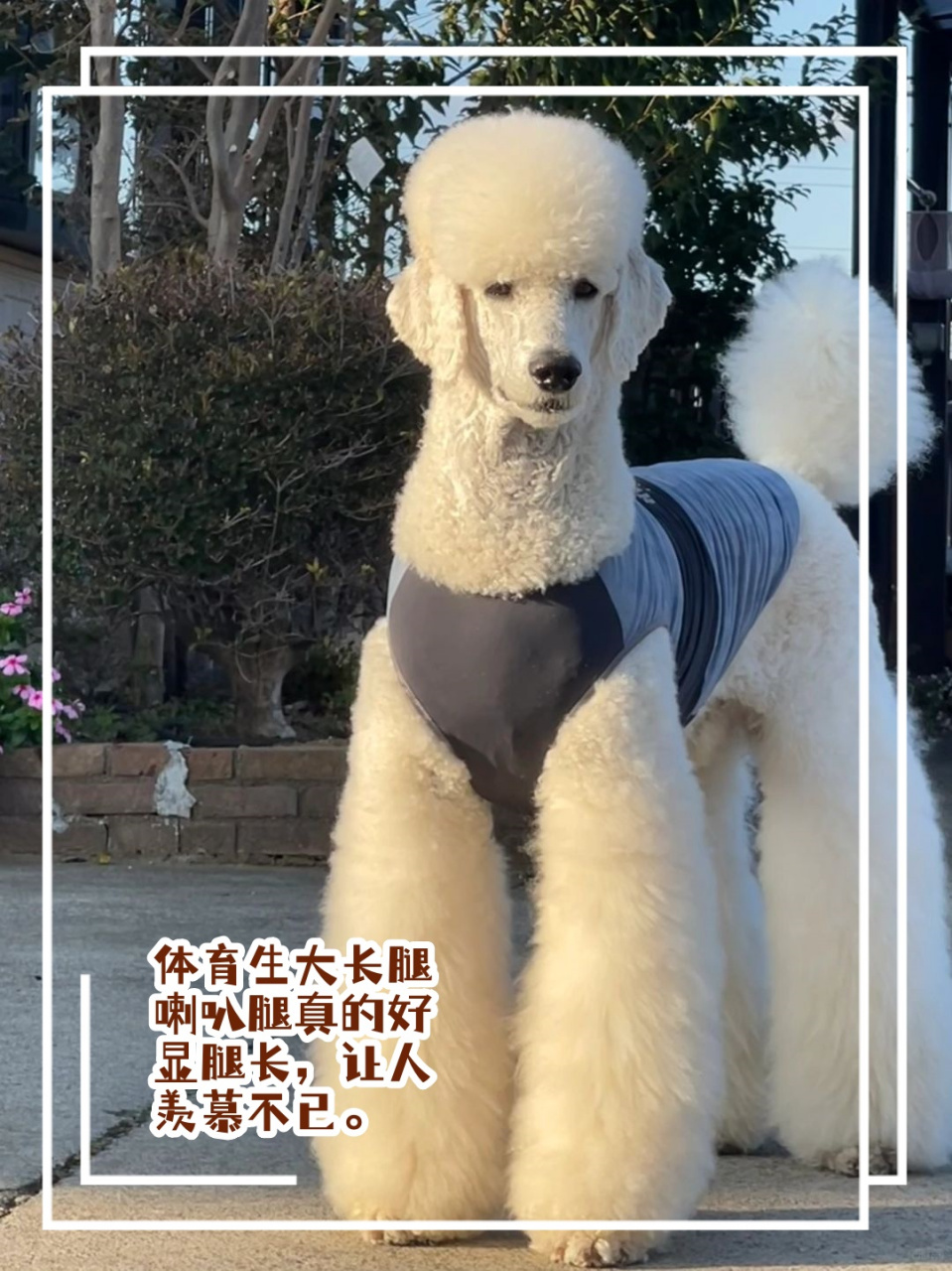 长腿贵宾犬图片大全图片