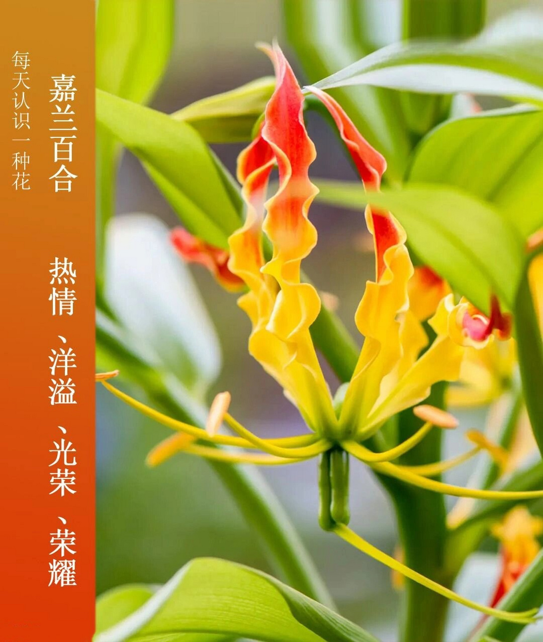 每天认识一种花 | 嘉兰百合  嘉兰百合:热情与野性的美  嘉兰百合,也