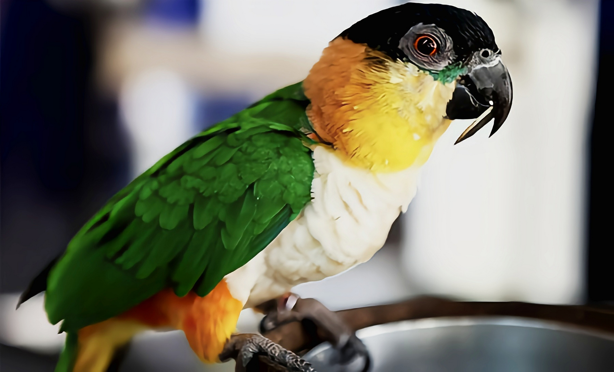 跨年创作挑战赛# 黑头凯克鹦鹉是典型的攀禽,雌雄相似,共有2个亚种.