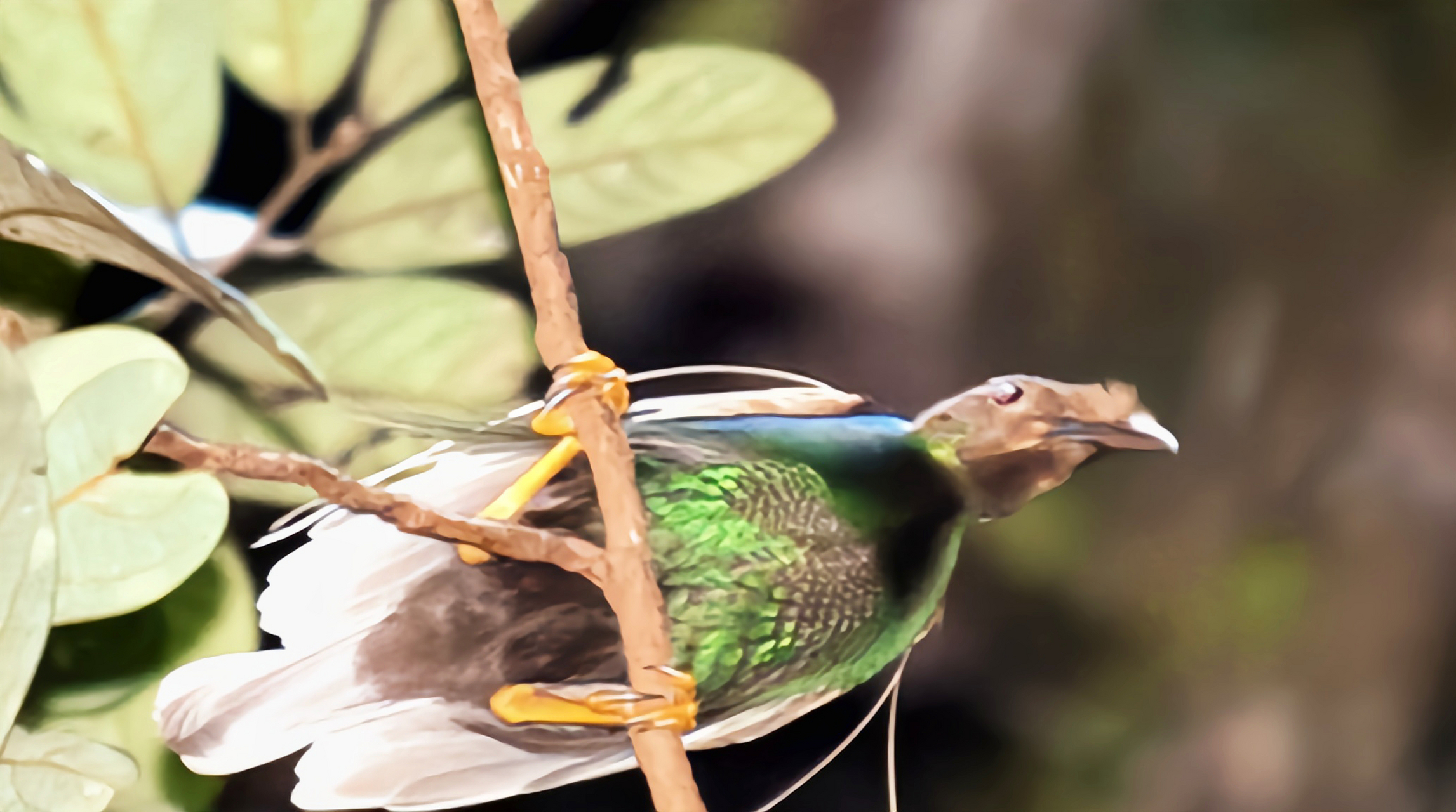 跨年创作挑战赛# 幡羽极乐鸟分布于华莱士区以东,巴布亚新几内亚以西