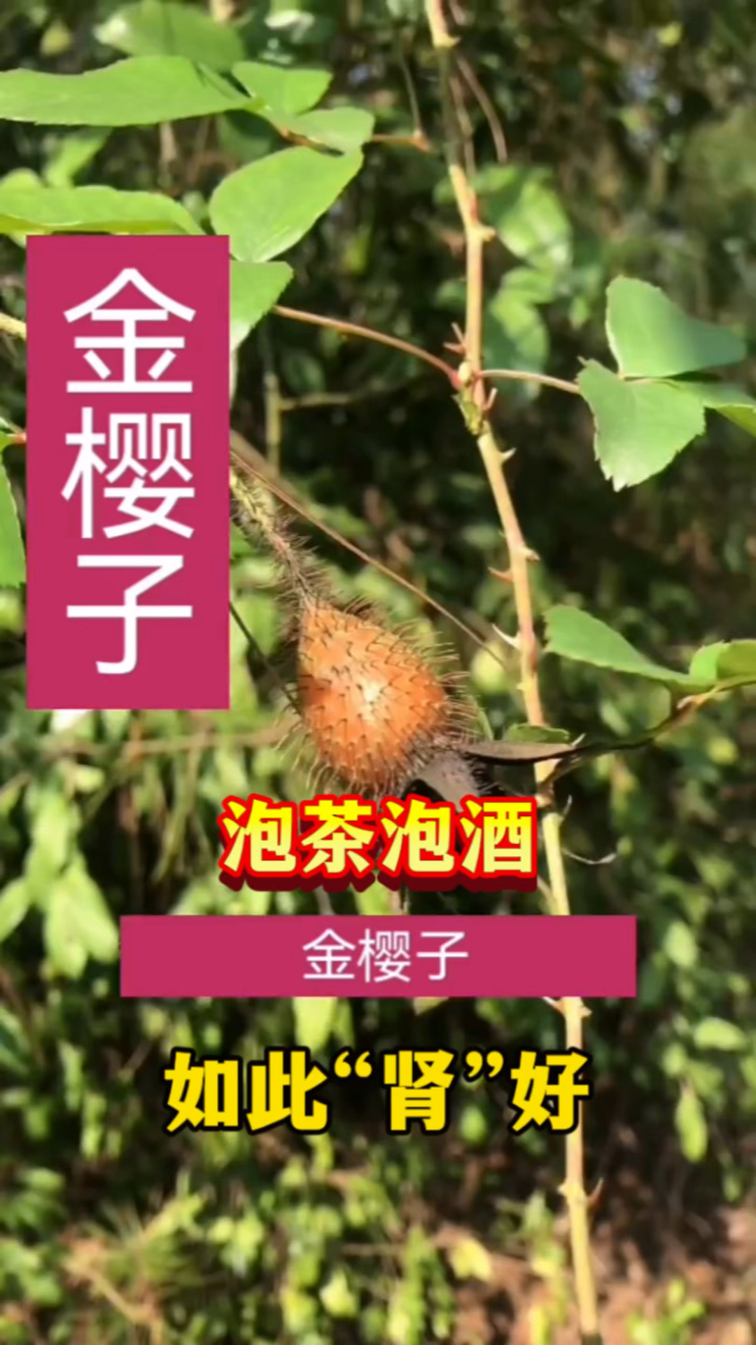 金樱子泡茶泡酒如此肾好