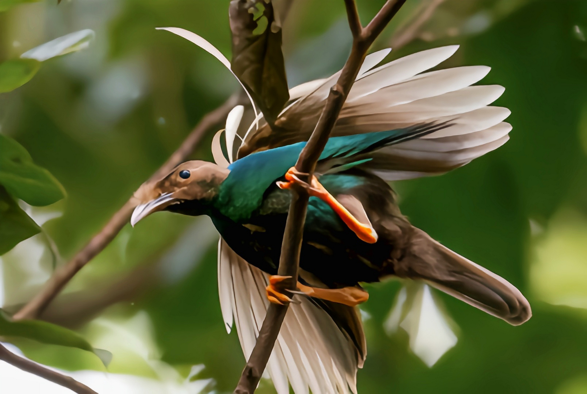 跨年创作挑战赛# 幡羽极乐鸟分布于华莱士区以东,巴布亚新几内亚以西