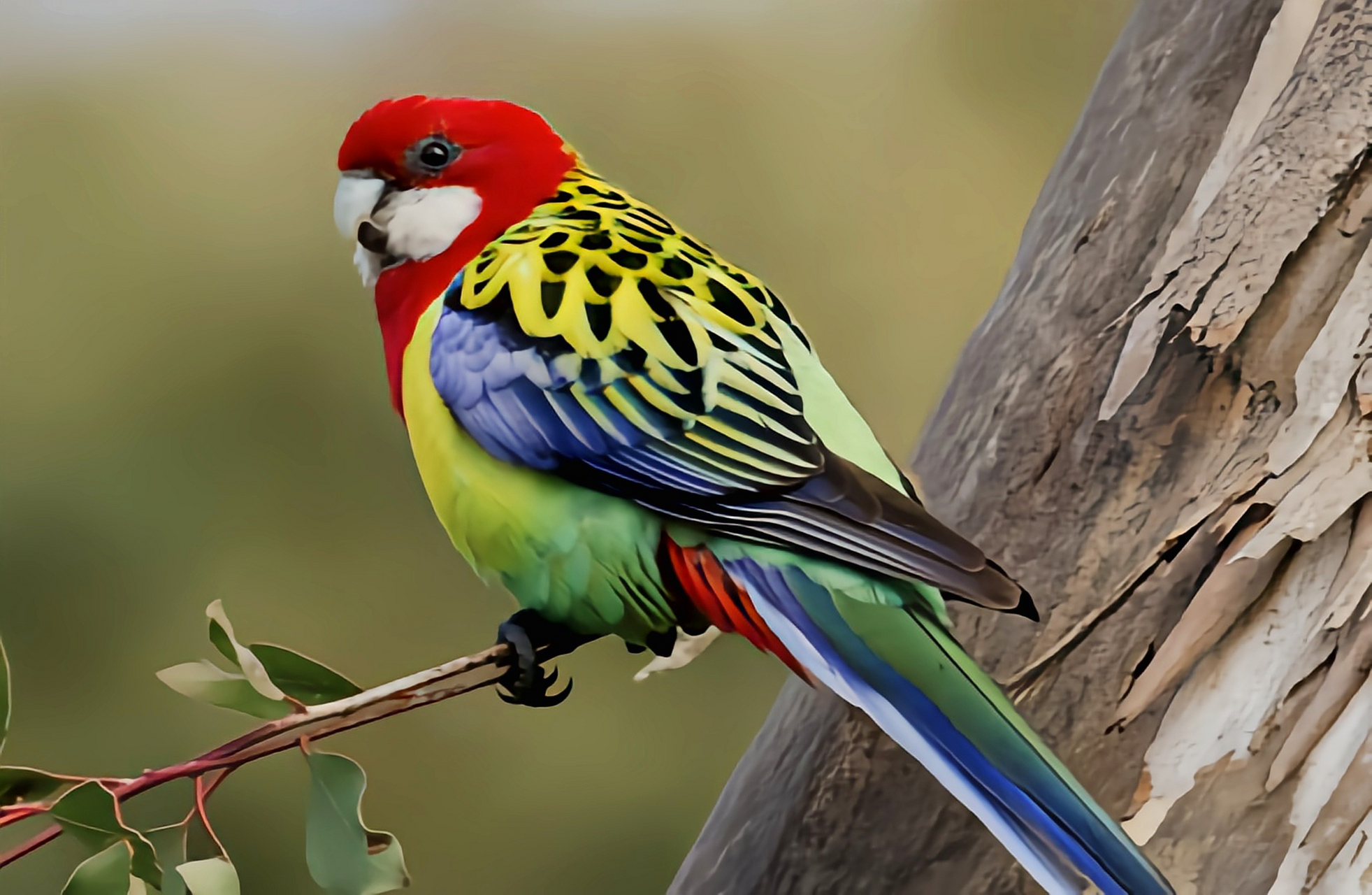 跨年创作挑战赛# 东玫瑰鹦鹉别名七草鹦鹉,是国内外常见的宠物浦种