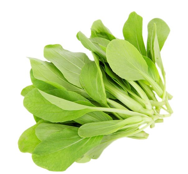 鸡毛菜的种植时间与方法,鸡毛菜盆栽管理技巧