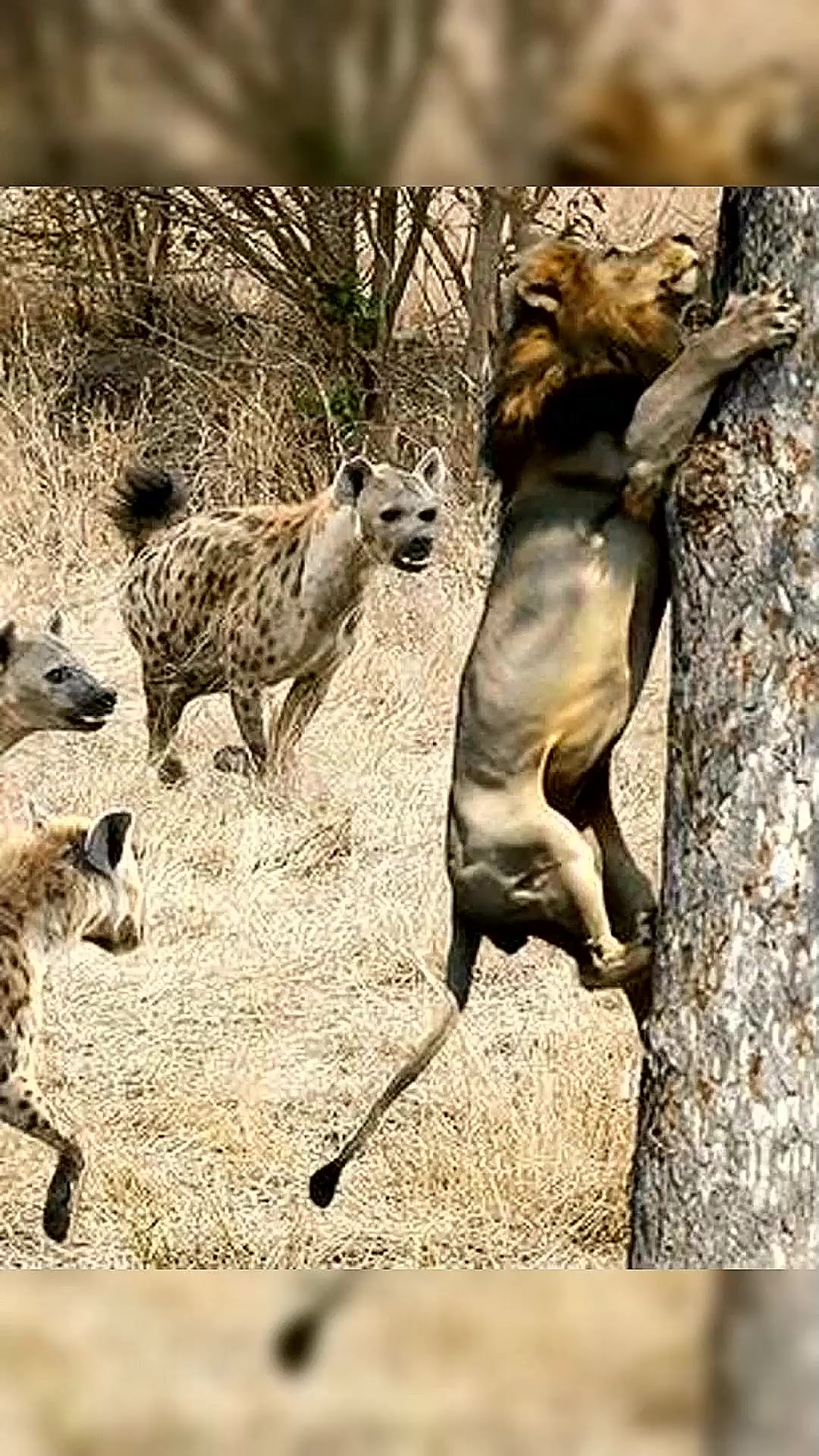 鬣狗对小长颈鹿垂涎三尺,鹿妈妈用大长腿将其吓退