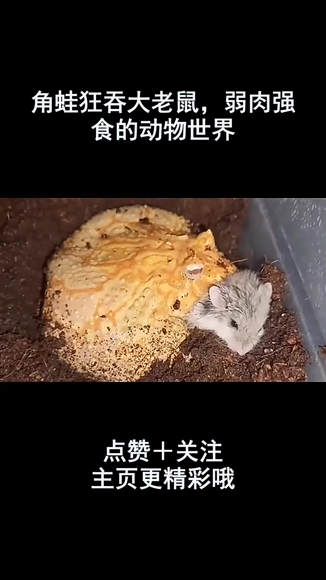 角蛙狂吞大老鼠,弱肉强食的动物世界-度小视