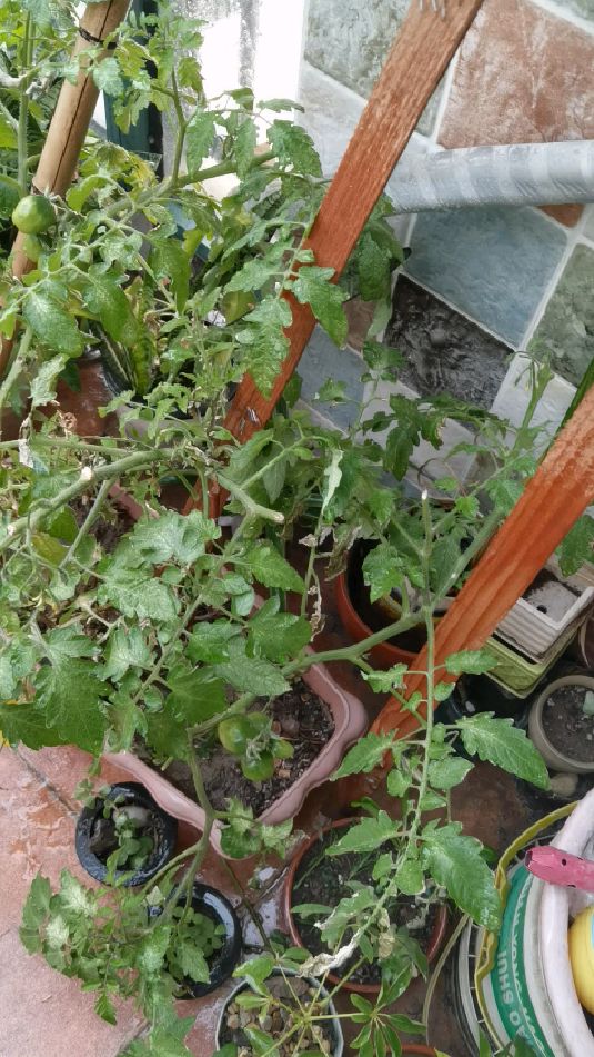 菜园子更新中.蕃茄又有红蜘蛛,目前用叶面喷水法防治.