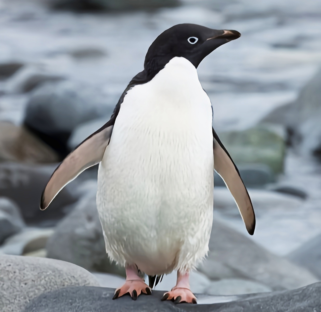 跨年创作挑战赛# 阿德利企鹅是南极最常见的中型企鹅.