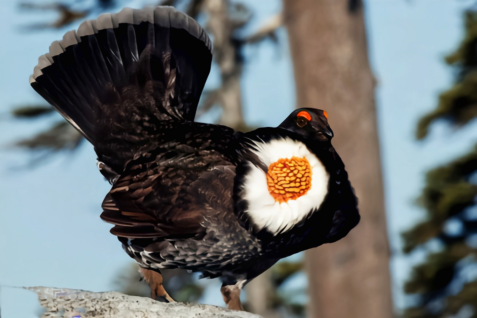 跨年创作挑战赛# 乌蓝松鸡别名阿拉斯加乌蓝松鸡,是一种大型走禽.