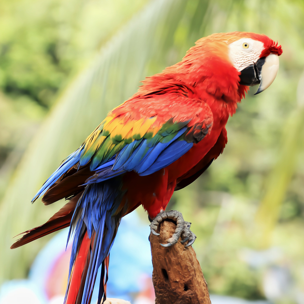 跨年创作挑战赛# 五彩金刚鹦鹉别名绯红金刚鹦鹉,共2个亚种.