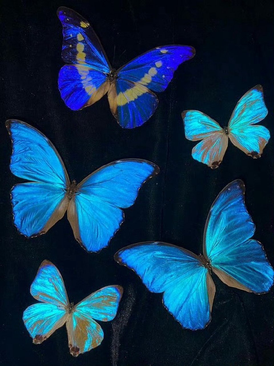 梦幻般蓝色蝴蝶壁纸 #壁纸# #壁纸分享# #跨年创作挑战赛