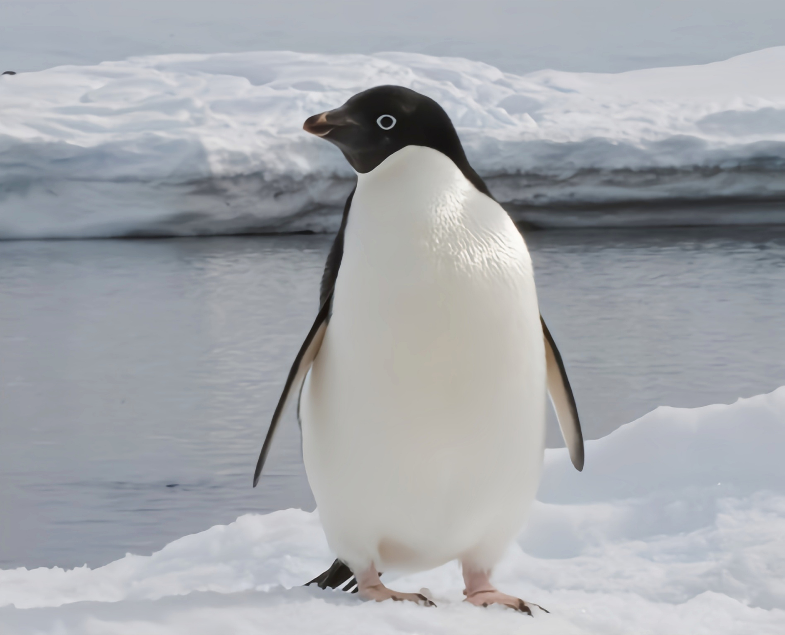 跨年创作挑战赛# 阿德利企鹅是南极最常见的中型企鹅.