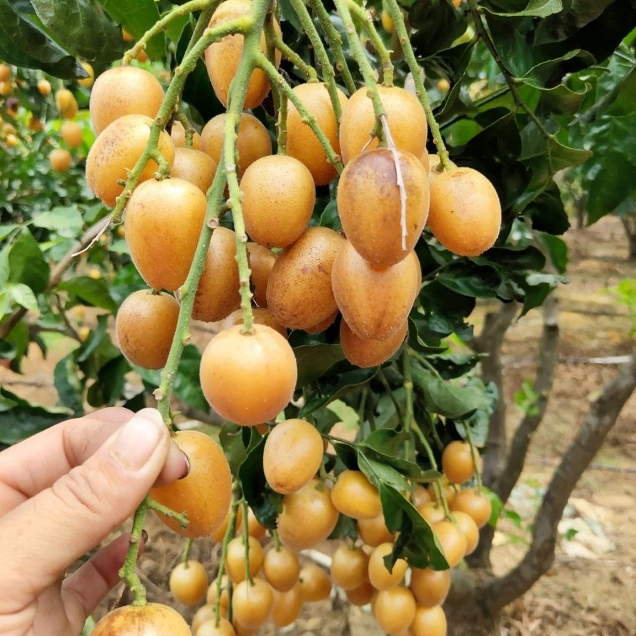 郁南无核黄皮是一种美味可口,富含营养的水果,其种植历史悠久,是当地