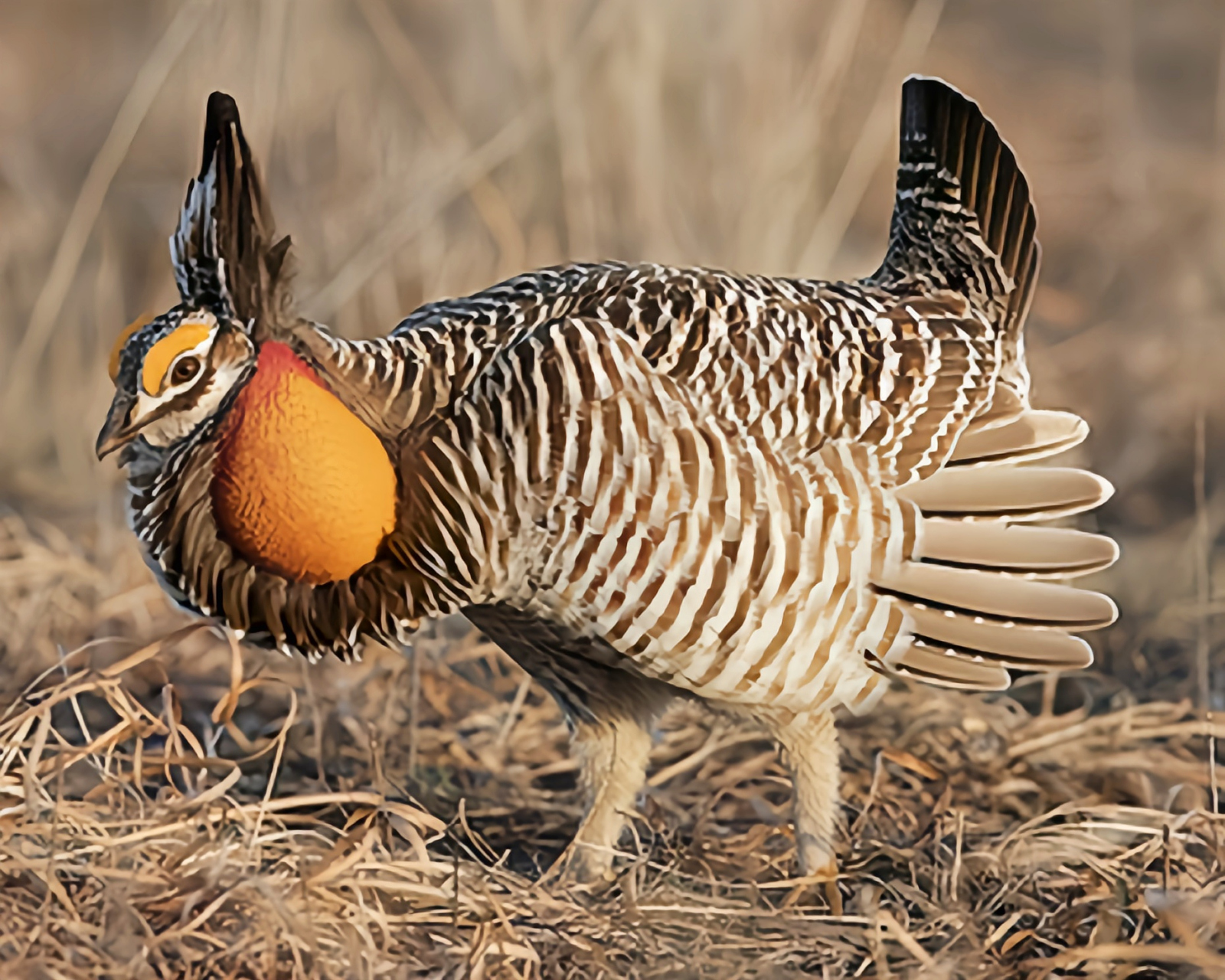 跨年创作挑战赛# 草原松鸡别名草原榛鸡,生活于北美洲海拔1500-2000